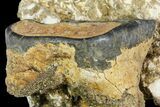 Two Desmostylus Molars (Hippo-Like Animal) In Rock - California #154323-1